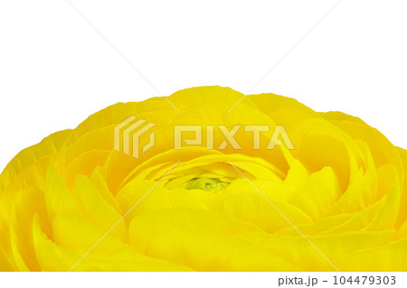 【ラナンキュラス】 (深度合成) 【ラナンキュラス】 (深度合成) 104479303