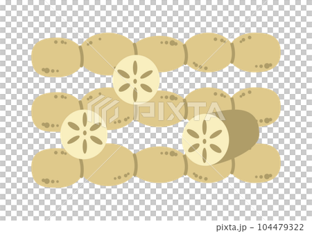 Lotus root illustration Lotus root illustration 104479322