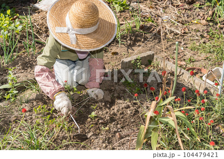 草取りの写真素材 - PIXTA