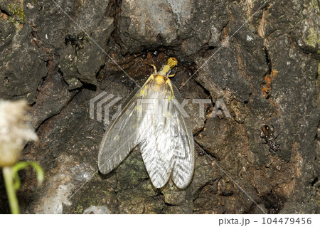 ヘビトンボ ヘビトンボ 104479456