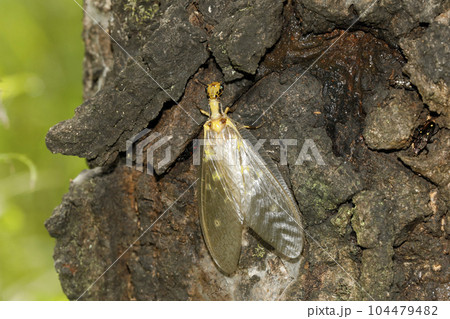 ヘビトンボ ヘビトンボ 104479482