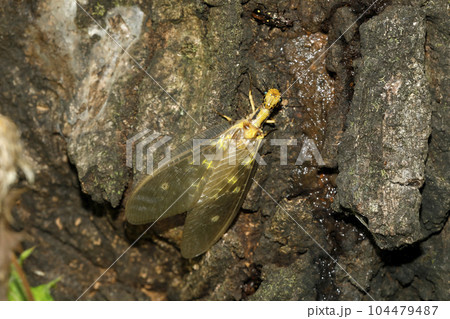 ヘビトンボ ヘビトンボ 104479487