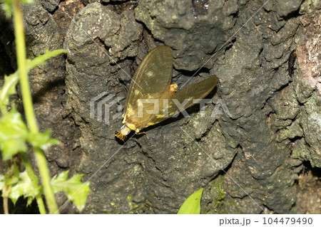 ヘビトンボ ヘビトンボ 104479490