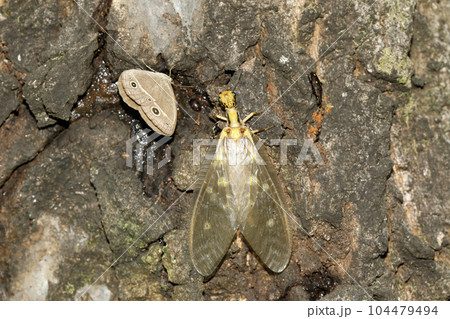 ヘビトンボ ヘビトンボ 104479494