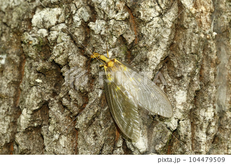 ヘビトンボ 104479509