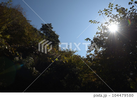 山梨県大月市の山梨百名山の秋（紅葉時期）の百蔵山のルートの樹林と紅葉と太陽と青空 104479580