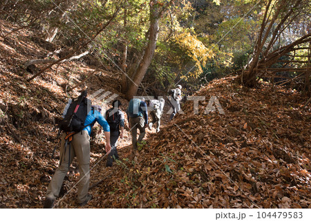 山梨県大月市の山梨百名山の秋(紅葉時期)の百蔵山のルートの登山者と紅葉と落葉 山梨県大月市の山梨百名山の秋(紅葉時期)の百蔵山のルートの登山者と紅葉と落葉 104479583