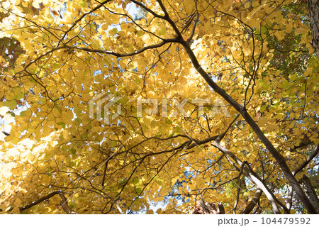 山梨県大月市の山梨百名山の秋（紅葉時期）の百蔵山のルートの紅葉 104479592