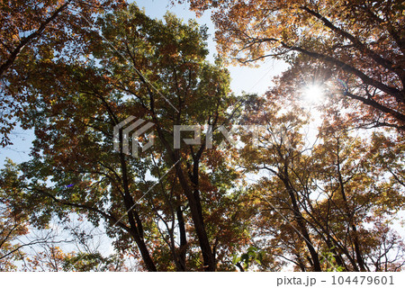 山梨県大月市の山梨百名山の秋（紅葉時期）の百蔵山のルートの樹木と落葉と紅葉と太陽 104479601