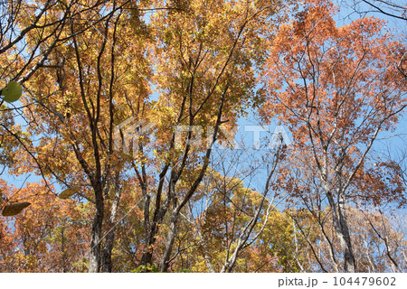 山梨県大月市の山梨百名山の秋（紅葉時期）の百蔵山のルートの樹木と落葉と紅葉と青空 104479602