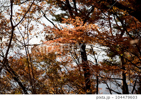 山梨県大月市の山梨百名山の秋（紅葉時期）の百蔵山のルートの樹木と落葉と紅葉 104479603