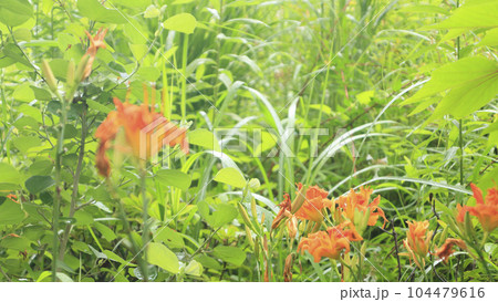 はまかんぞう 104479616