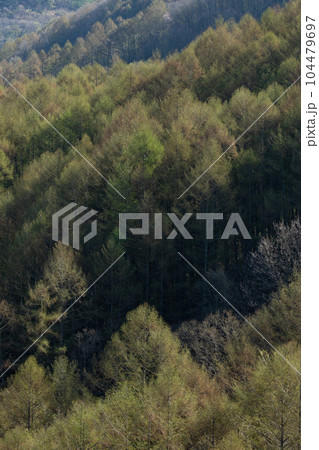 カラマツ萌える朝 104479697