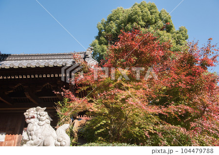山梨県大月市の山梨百名山の秋（紅葉時期）の百蔵山のルートにある和田美術館付近の樹木と紅葉と狛犬 104479788