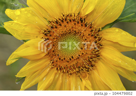 ひまわりの花クローズアップ 104479802