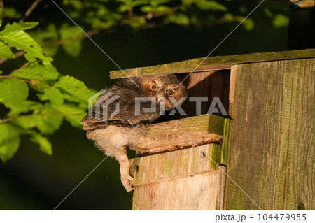 巣立ち間近のオオコノハズク幼鳥のかわいい表情 104479955