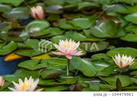 ひっそりと咲く満開の淡いピンクの睡蓮の花 104479961