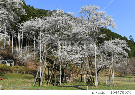 岐阜県本巣市根尾 淡墨桜 岐阜県本巣市根尾 淡墨桜 104479970