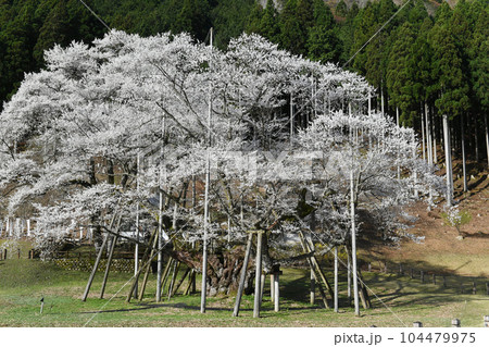 岐阜県本巣市根尾　淡墨桜 104479975
