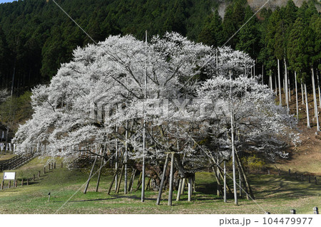 岐阜県本巣市根尾　淡墨桜 104479977