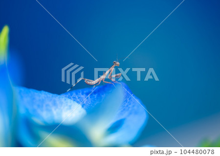 紫陽花の葉に止まり空を見るカマキリの幼虫 紫陽花の葉に止まり空を見るカマキリの幼虫 104480078