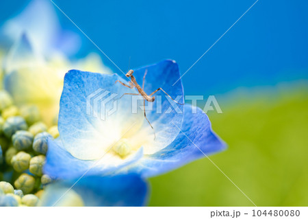 紫陽花の花の上で獲物を待つカマキリの幼虫 104480080