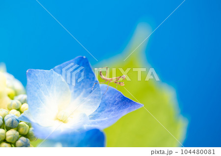 紫陽花の葉の上で獲物を待つカマキリの幼虫 104480081