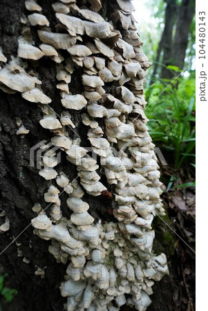 切り株に群生するスエヒロタケ 切り株に群生するスエヒロタケ 104480143