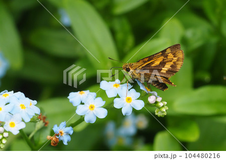ワスレナグサの花を吸蜜中のキマダラセセリ 104480216
