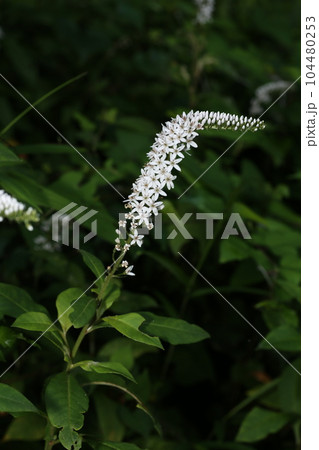 初夏に林の下でひっそりと咲く、白い花、オカトラノオの花 104480253