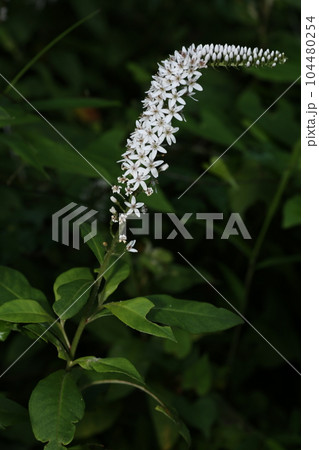 初夏に林の下でひっそりと咲く、白い花、オカトラノオの花 初夏に林の下でひっそりと咲く、白い花、オカトラノオの花 104480254