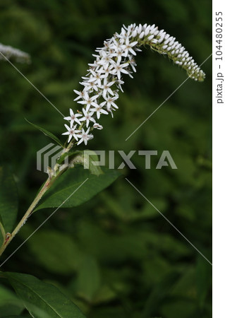 初夏に林の下でひっそりと咲く、白い花、オカトラノオの花 104480255