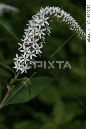 初夏に林の下でひっそりと咲く、白い花、オカトラノオの花 104480256