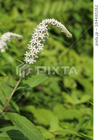 初夏に林の下でひっそりと咲く、白い花、オカトラノオの花 104480262