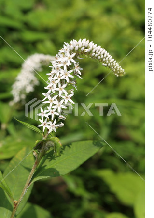 初夏に林の下でひっそりと咲く、白い花、オカトラノオの花 初夏に林の下でひっそりと咲く、白い花、オカトラノオの花 104480274
