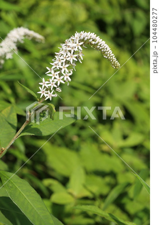 初夏に林の下でひっそりと咲く、白い花、オカトラノオの花 初夏に林の下でひっそりと咲く、白い花、オカトラノオの花 104480277