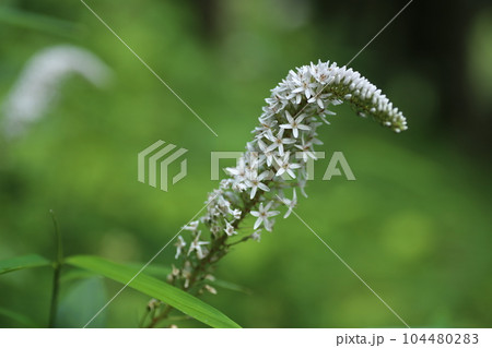 初夏に林の下でひっそりと咲く、白い花、オカトラノオの花 104480283