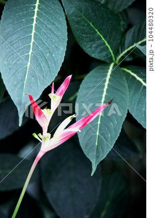 ヘリコニア・プシッタコルム ヘリコニア・プシッタコルム 104480320