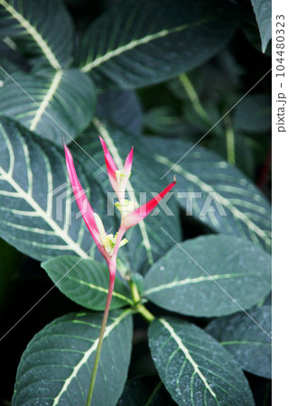 ヘリコニア・プシッタコルム ヘリコニア・プシッタコルム 104480323