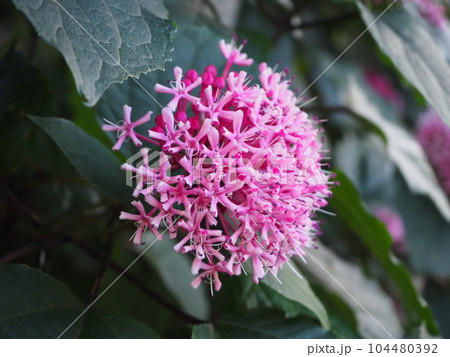 ピンクのボタンクサギの花 104480392