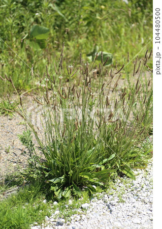 荒れ地や道端に生える帰化植物の、ヘラオオバコ 荒れ地や道端に生える帰化植物の、ヘラオオバコ 104480500