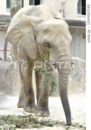 動物園のゾウの全身 104480598