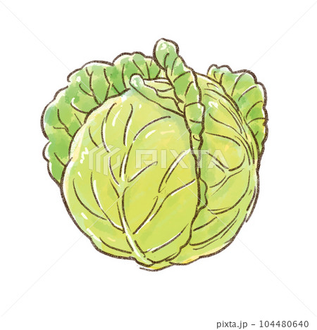 キャベツまるごと一個 水彩画風(背景透過) キャベツまるごと一個 水彩画風(背景透過) 104480640