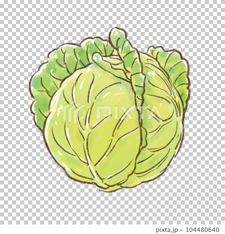 キャベツまるごと一個 水彩画風(背景透過) キャベツまるごと一個 水彩画風(背景透過) 104480640