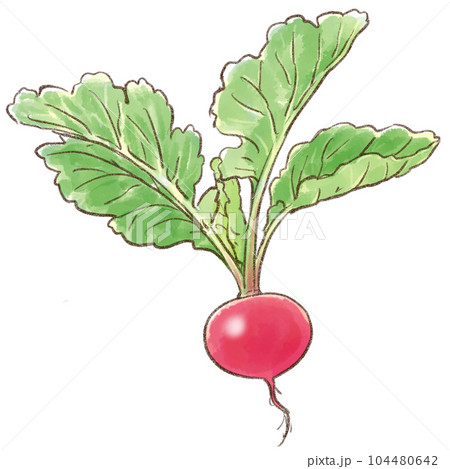 葉付き赤カブ(ラディシュ)水彩画風(背景透過) 葉付き赤カブ(ラディシュ)水彩画風(背景透過) 104480642