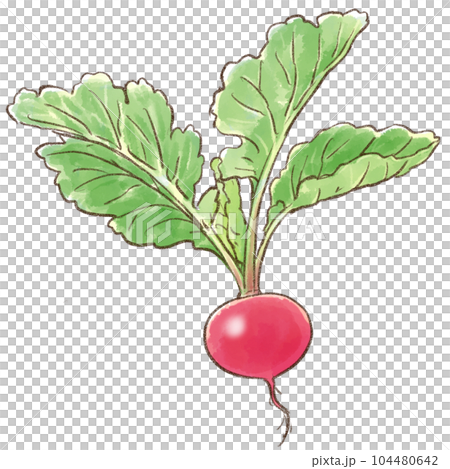 葉付き赤カブ(ラディシュ)水彩画風(背景透過) 葉付き赤カブ(ラディシュ)水彩画風(背景透過) 104480642