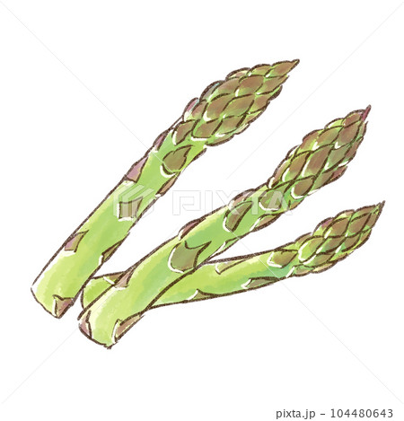 アスパラガス3本　水彩画風（背景透過） 104480643