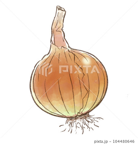 玉ねぎ皮つき一個 水彩画（背景透過）のイラスト素材 [104480646