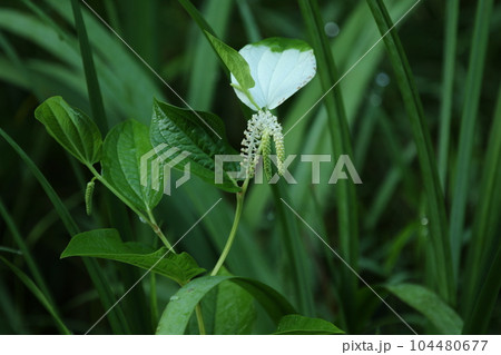 水辺や湿地に生え夏に白い葉と花を咲かせる、ハンゲショウ 104480677