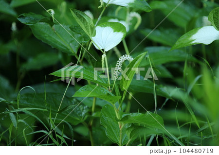 水辺や湿地に生え夏に白い葉と花を咲かせる、ハンゲショウ 104480719